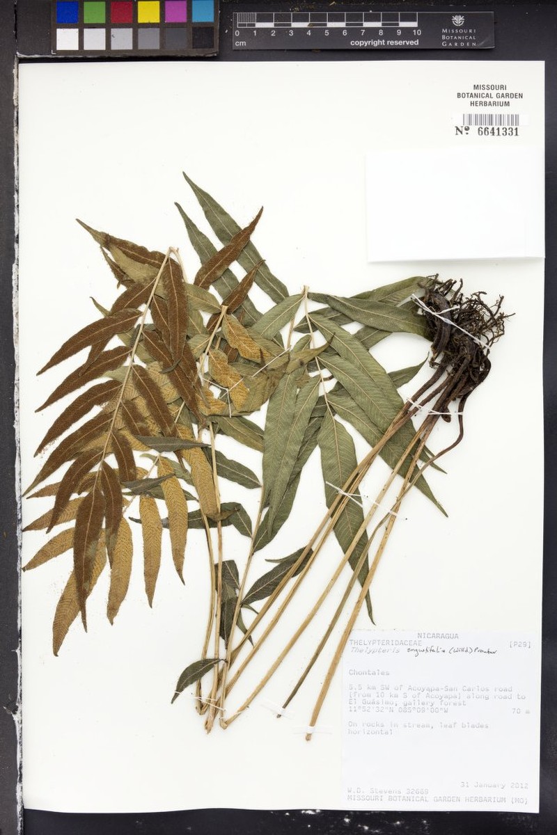 Broadleaf Maiden Fern