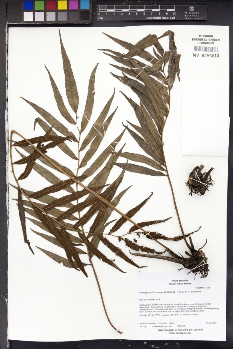 Broadleaf Maiden Fern photo 2