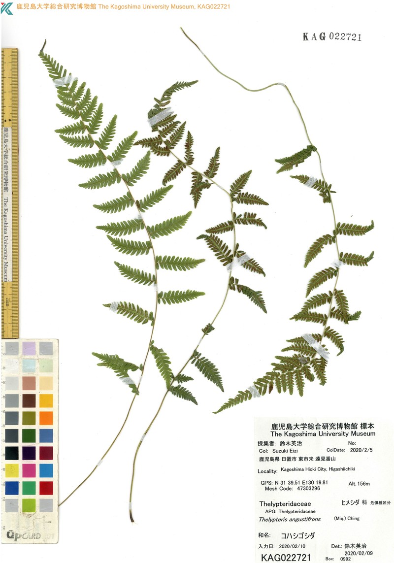 Thelypteris angustifrons photo 2
