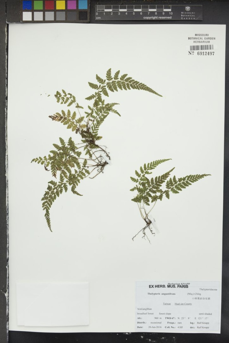 Thelypteris angustifrons photo 3