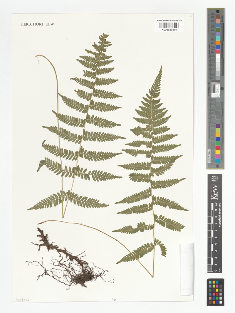 Thelypteris angustifrons photo 4