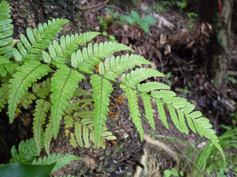 Thelypteris angustifrons