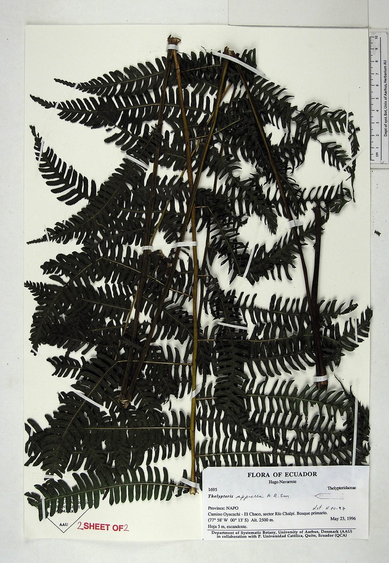 Thelypteris appressa