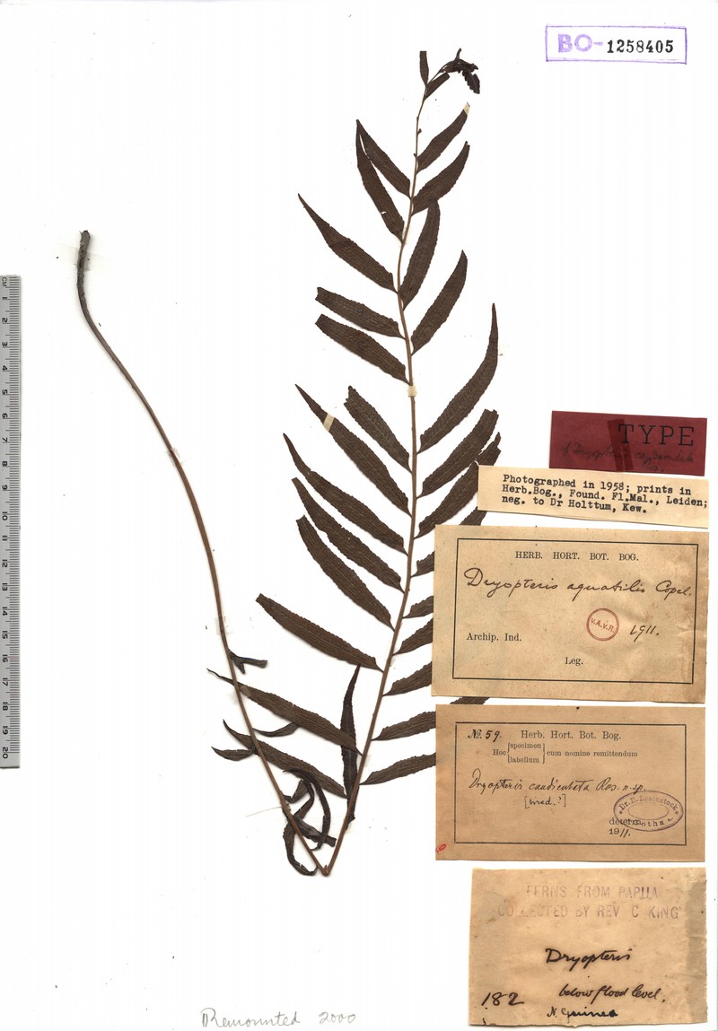 Thelypteris aquatilis