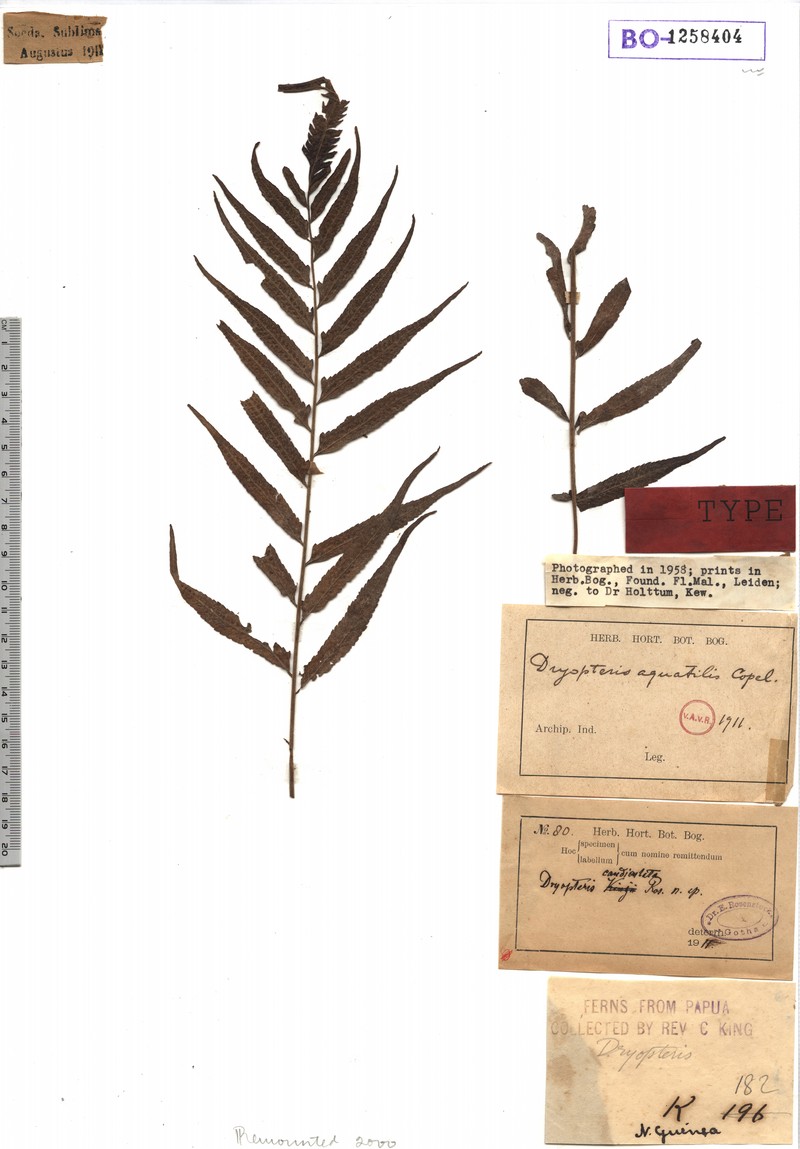 Thelypteris aquatilis photo 2