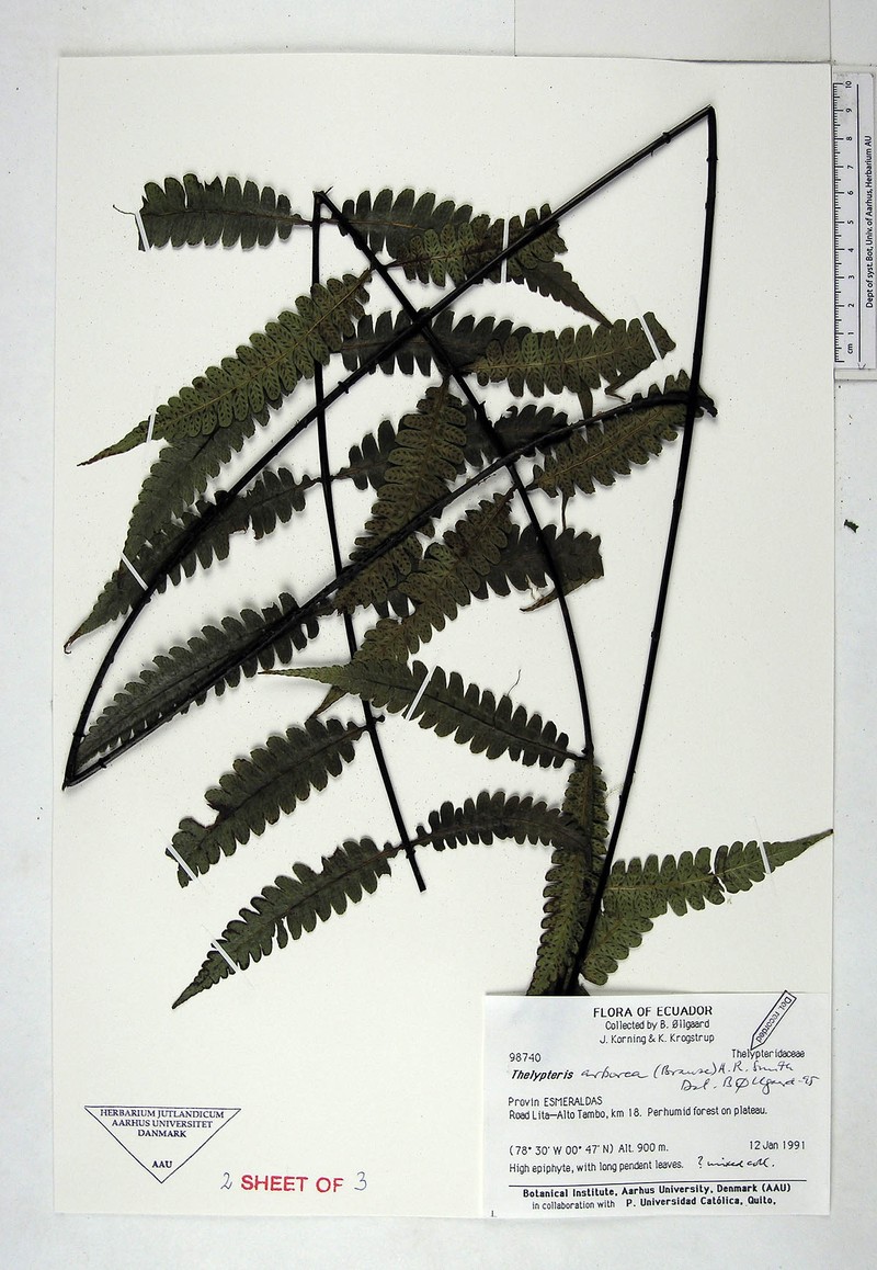 Thelypteris arborea