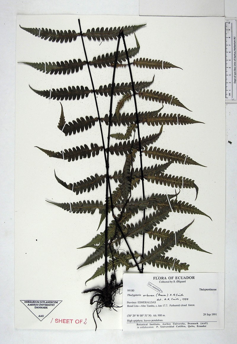 Thelypteris arborea photo 2