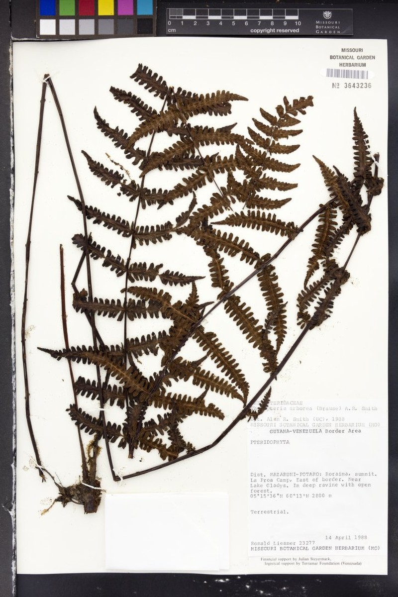 Thelypteris arborea photo 3