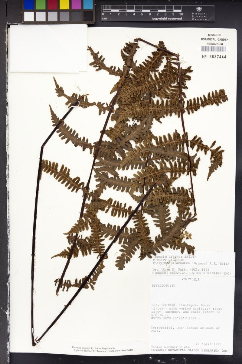 Thelypteris arborea photo 4