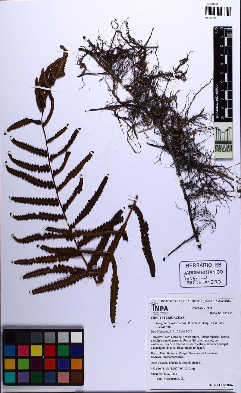 Thelypteris arborescens