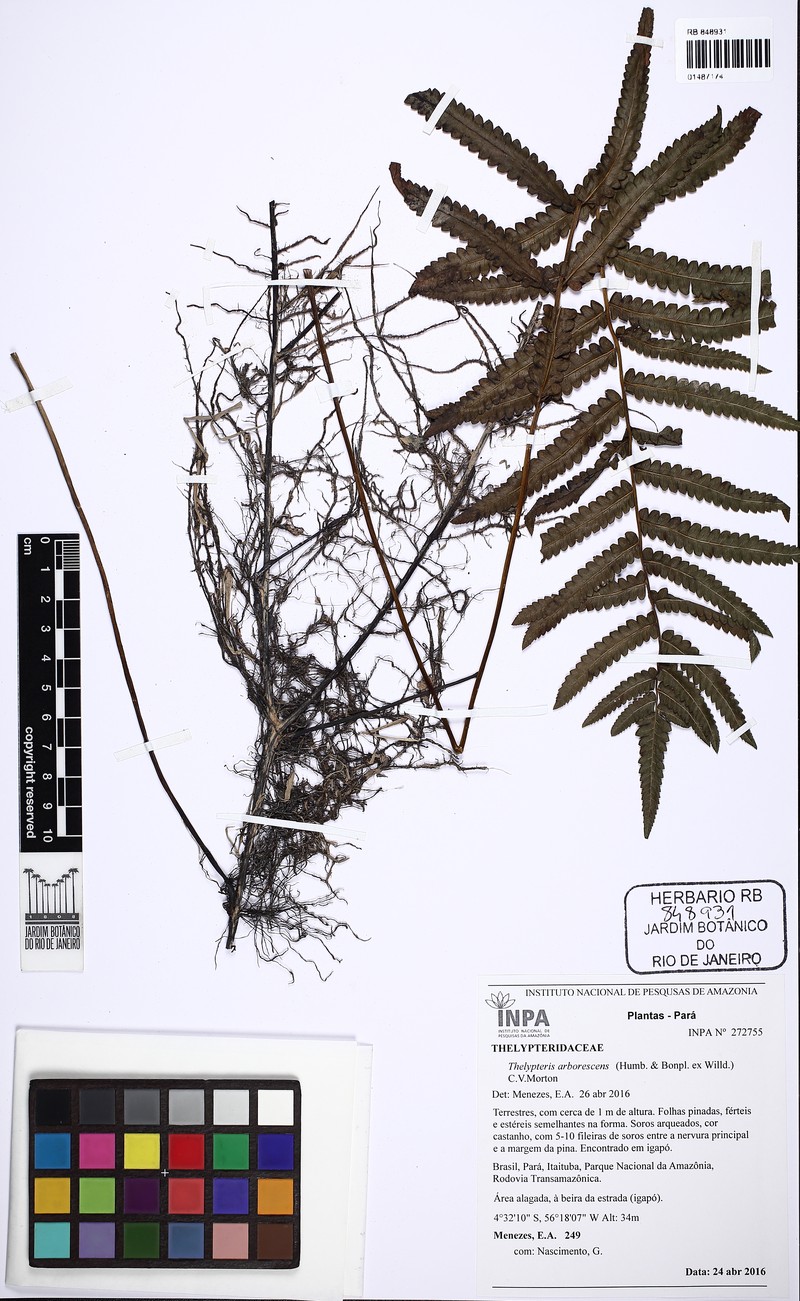 Thelypteris arborescens photo 2
