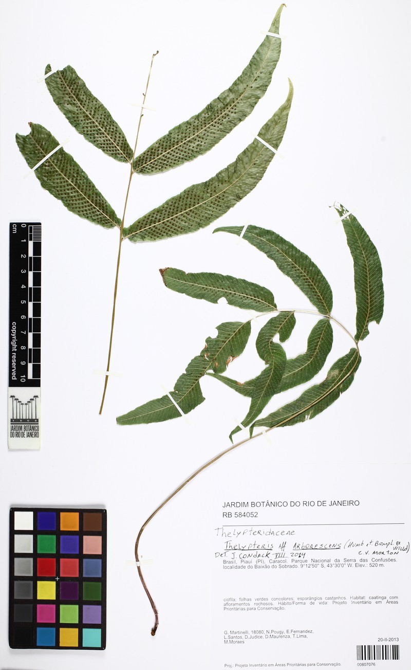 Thelypteris arborescens photo 3