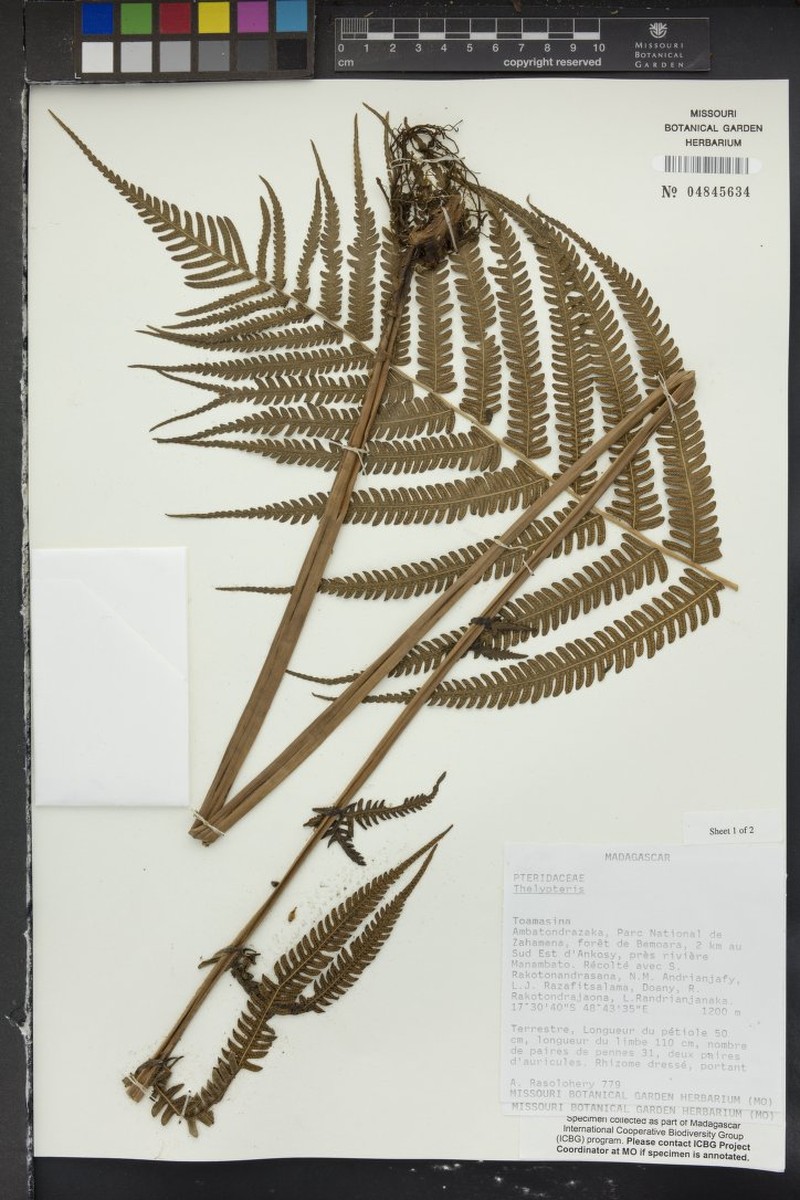 Thelypteris arbuscula
