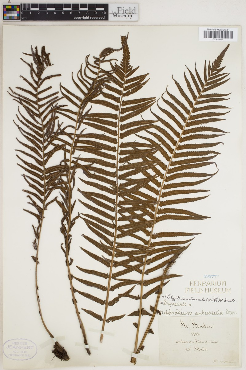 Thelypteris arbuscula photo 2