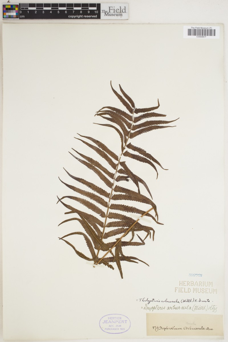 Thelypteris arbuscula photo 3