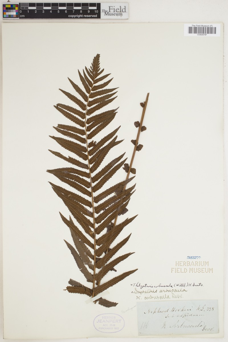 Thelypteris arbuscula photo 4