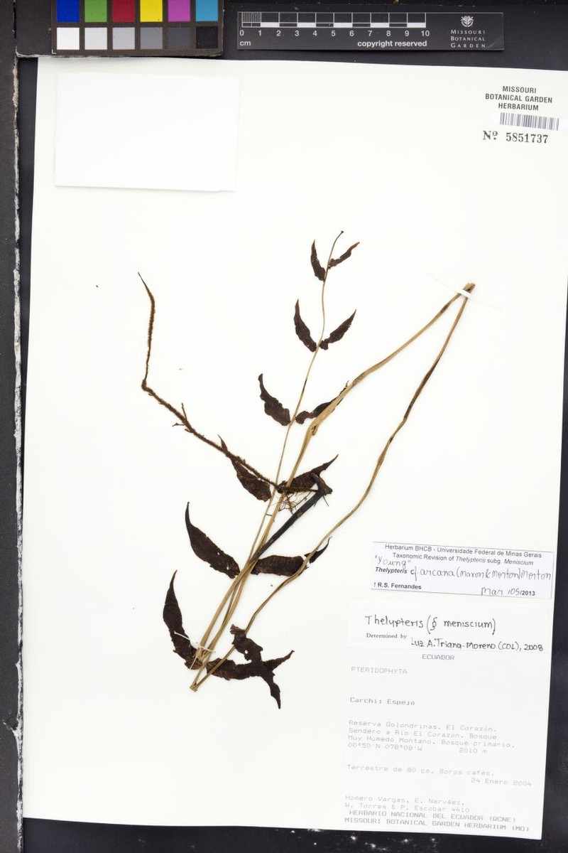 Thelypteris arcana