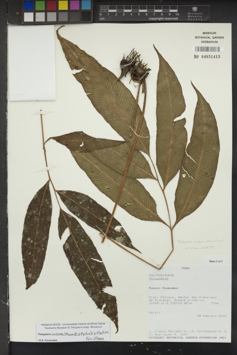 Thelypteris arcana photo 2