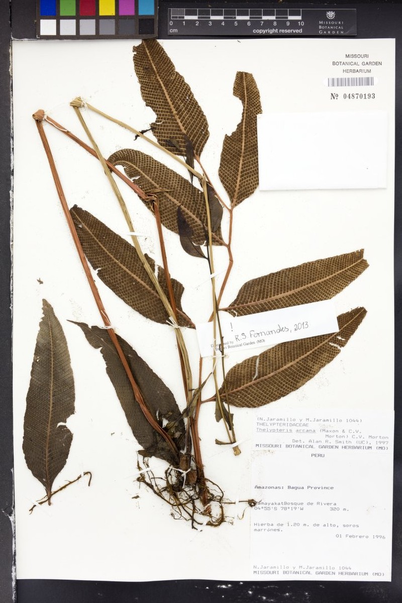 Thelypteris arcana photo 3