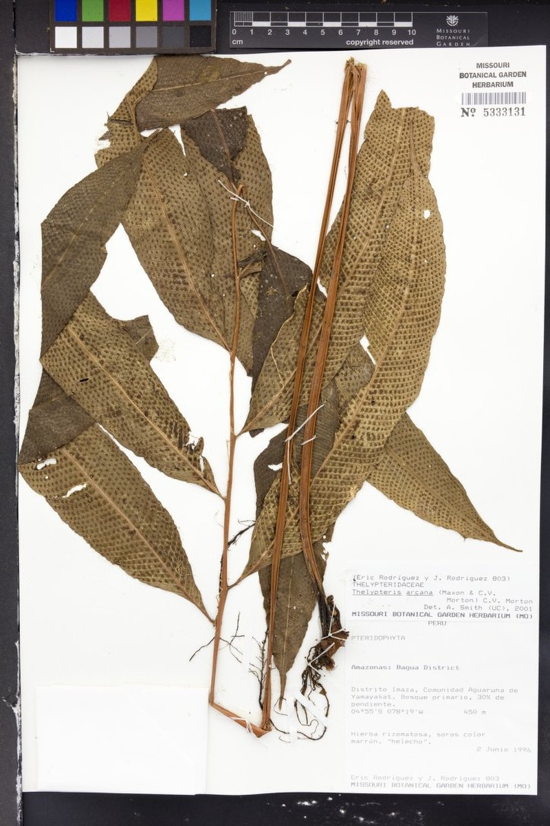Thelypteris arcana photo 4