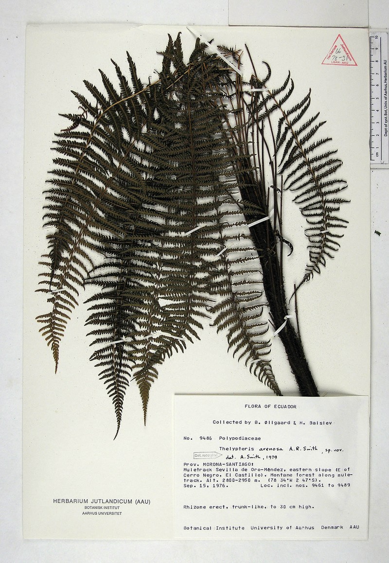 Thelypteris arenosa
