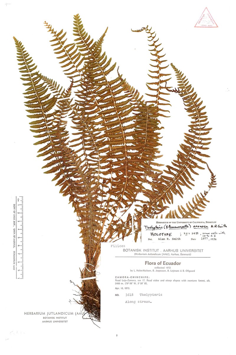 Thelypteris arenosa photo 2