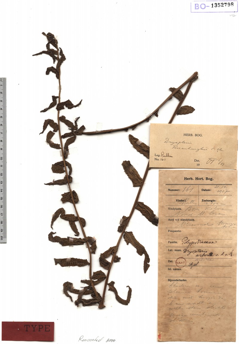 Thelypteris arfakiana