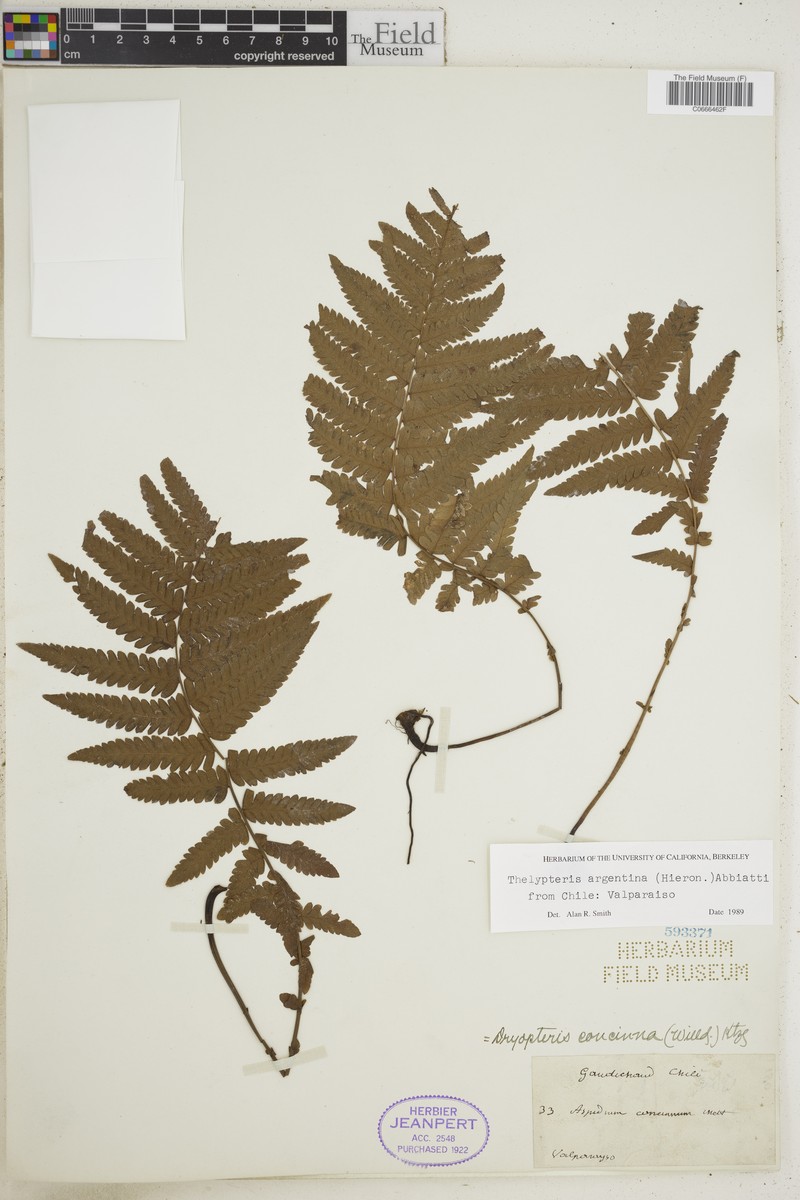 Thelypteris argentina