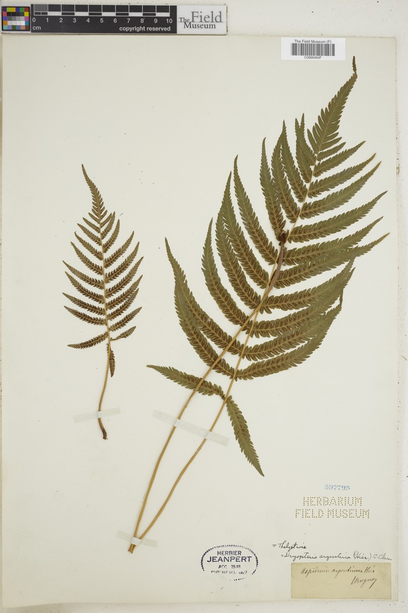 Thelypteris argentina photo 2