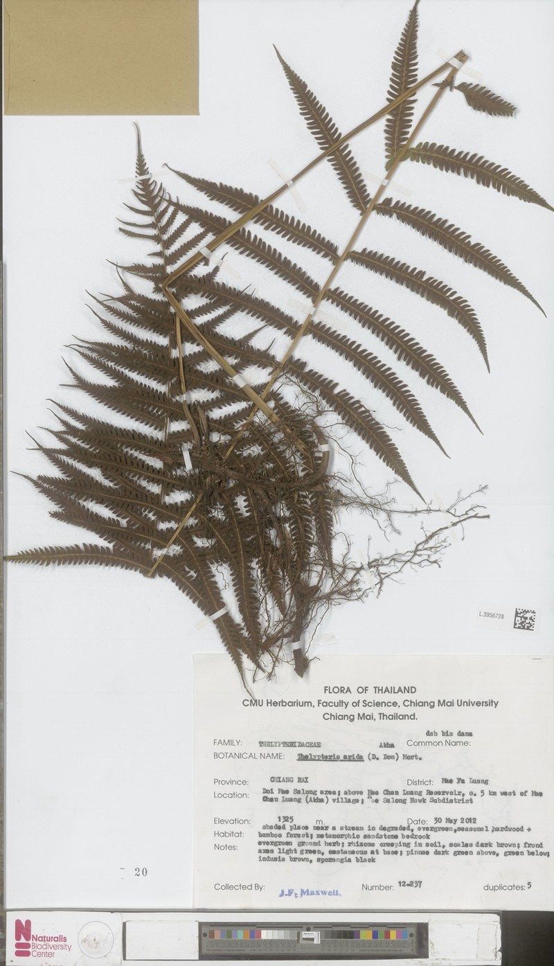 Thelypteris arida