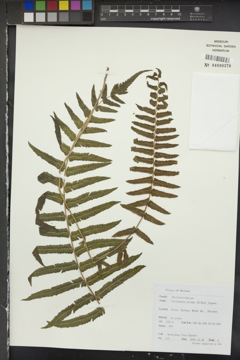 Thelypteris arida photo 2