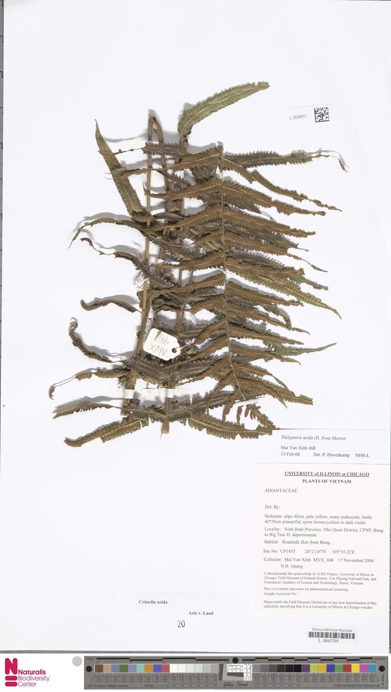 Thelypteris arida photo 3