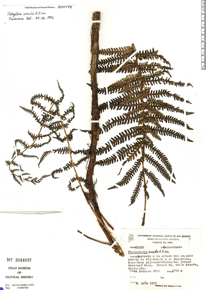 Thelypteris arrecta