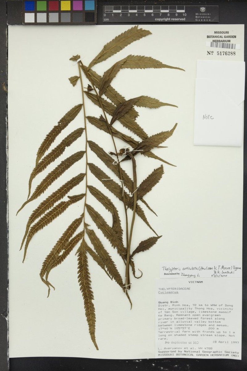 Thelypteris articulata