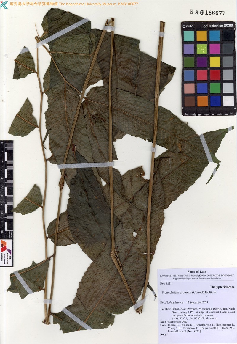 Thelypteris aspera