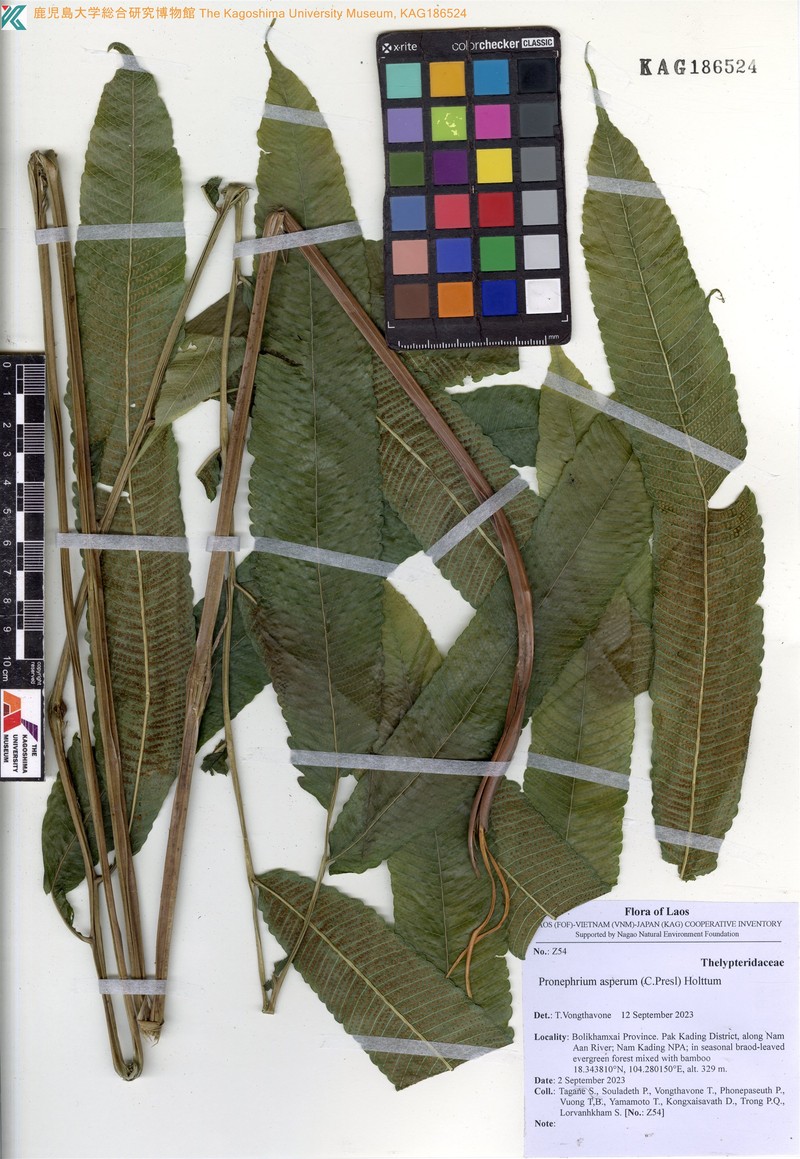 Thelypteris aspera photo 2