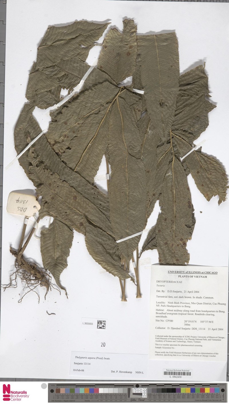 Thelypteris aspera photo 3