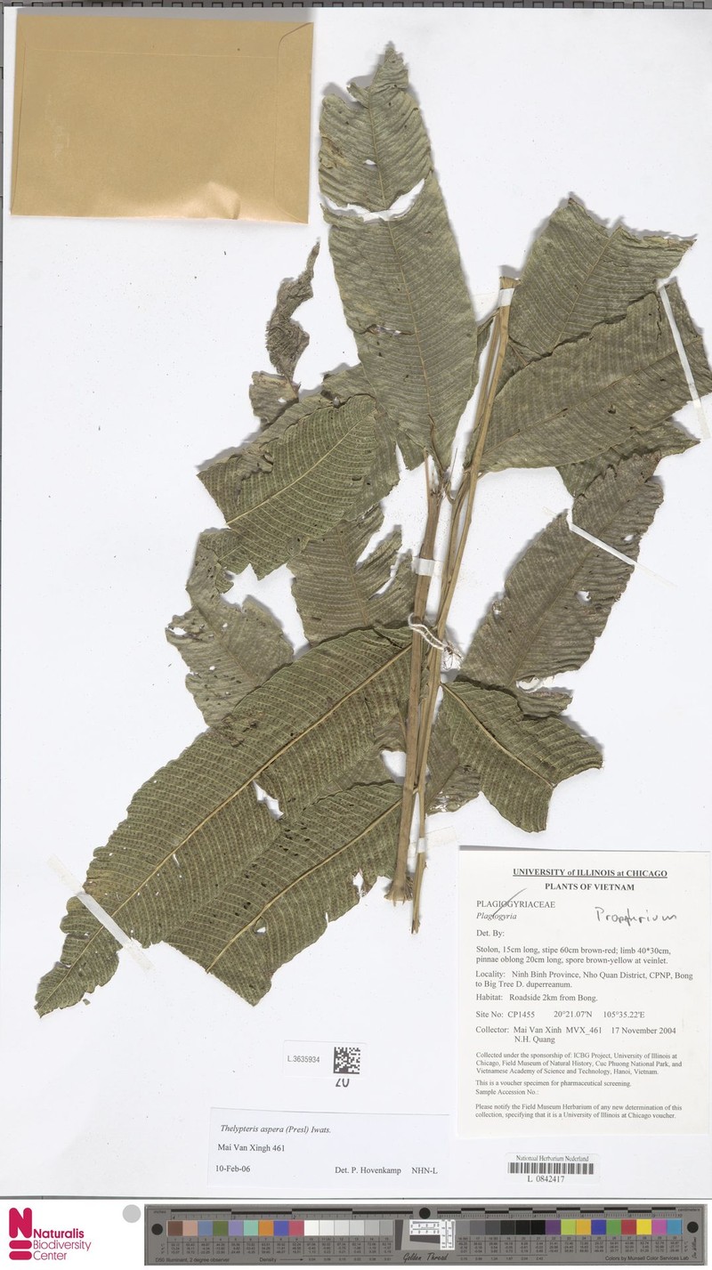 Thelypteris aspera photo 4