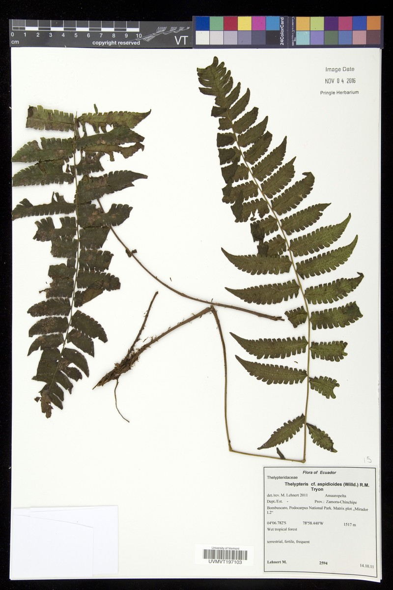 Thelypteris aspidioides