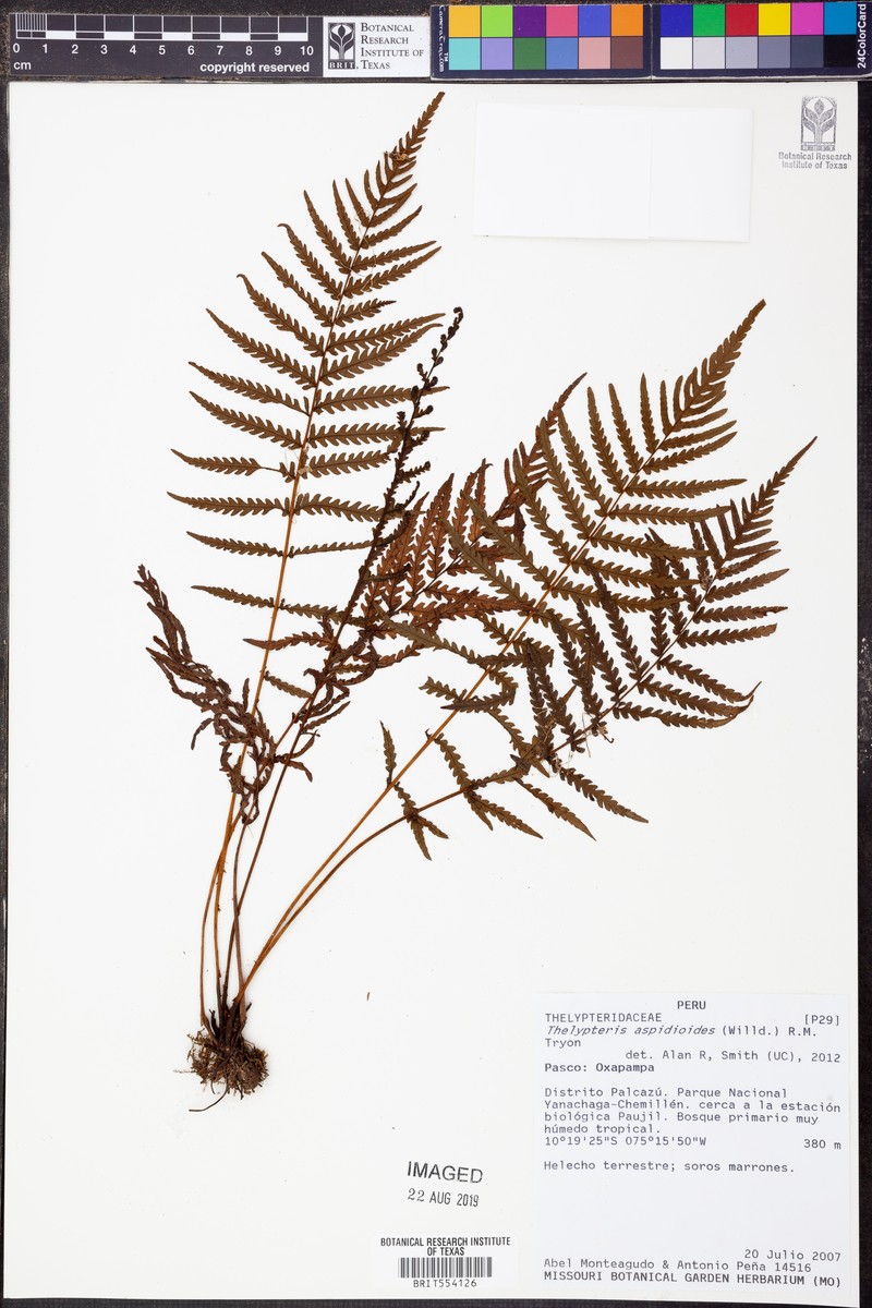 Thelypteris aspidioides photo 2