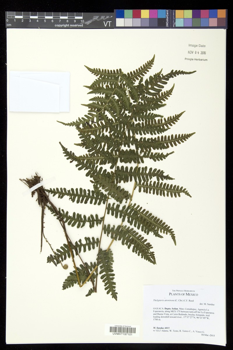 Thelypteris atrovirens
