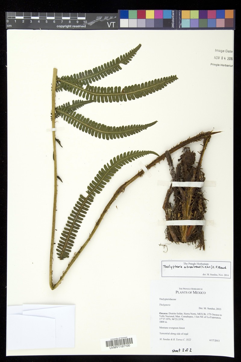 Thelypteris atrovirens photo 2
