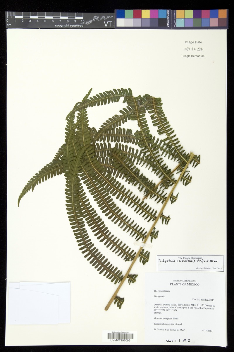 Thelypteris atrovirens photo 3