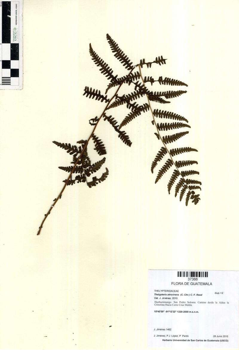 Thelypteris atrovirens photo 4