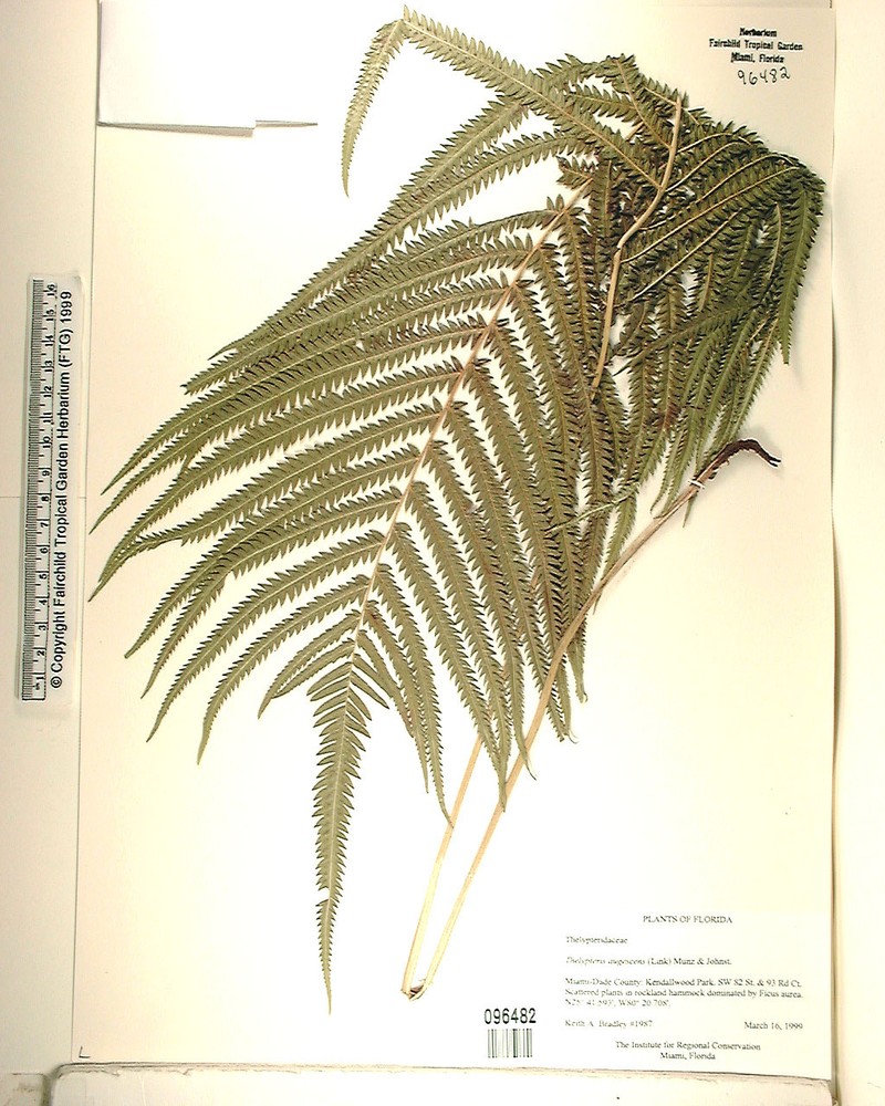 Abrupttip Maiden Fern