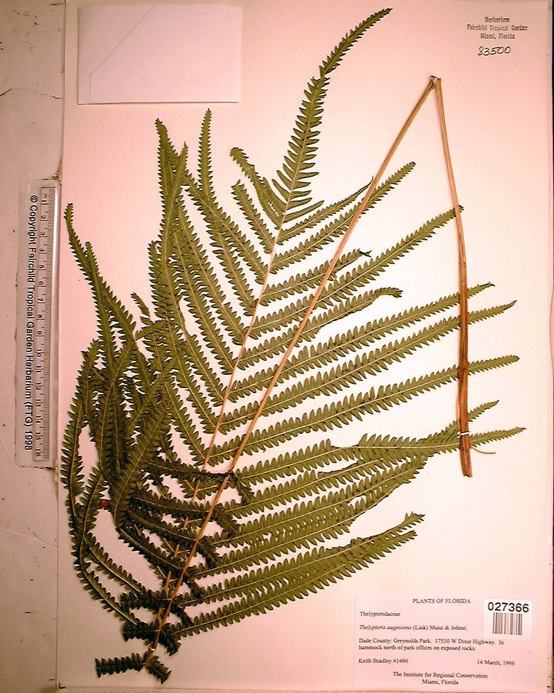 Abrupttip Maiden Fern photo 2