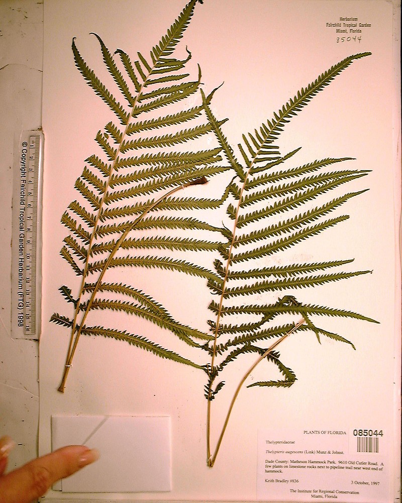 Abrupttip Maiden Fern photo 3
