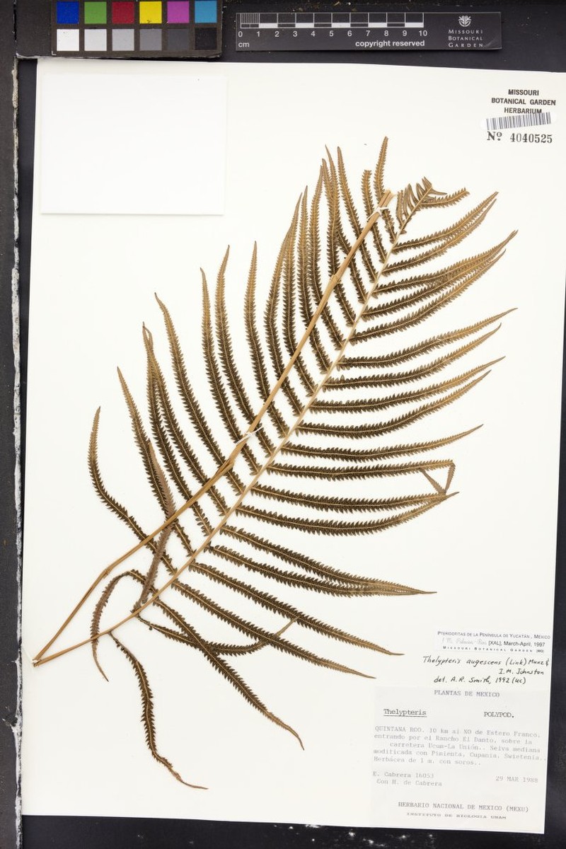 Abrupttip Maiden Fern photo 4