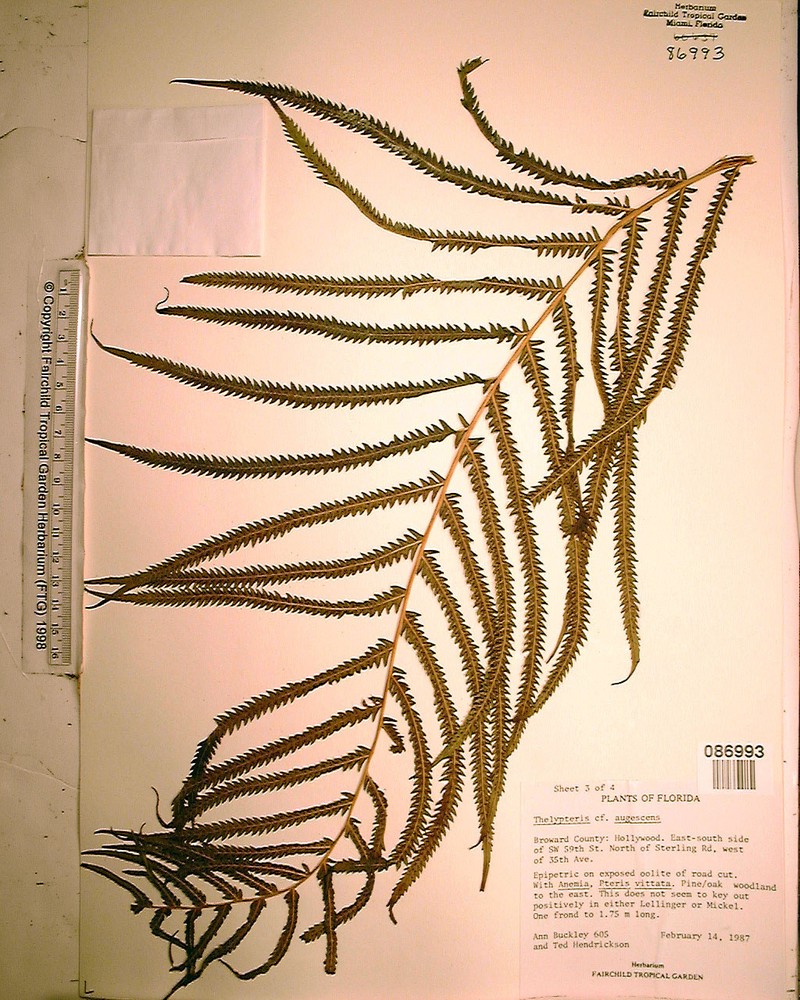 Abrupttip Maiden Fern photo 6
