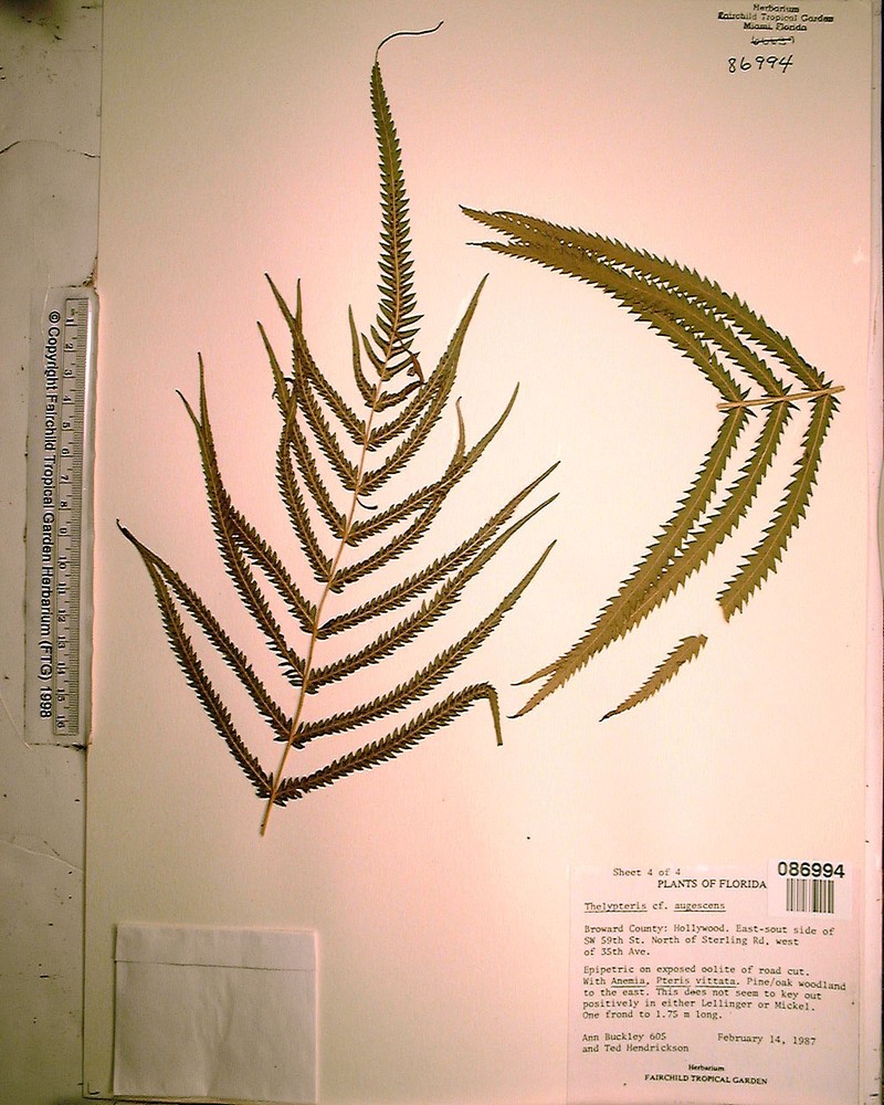 Abrupttip Maiden Fern photo 7